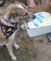 doggie birthday cake
